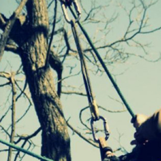 Tree Shaping and Prunning