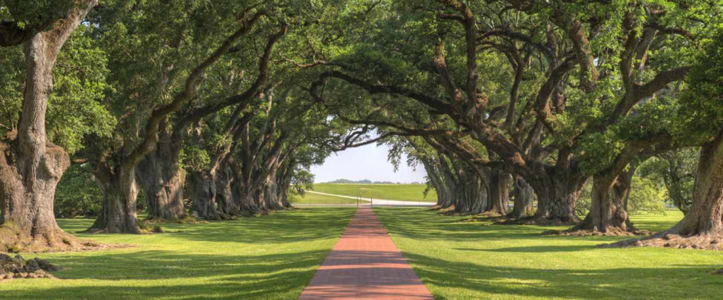  Tree services for the Greater Strum area.